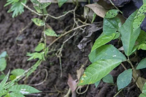 Background of wild leaf sheets in the forest Stock Photos
