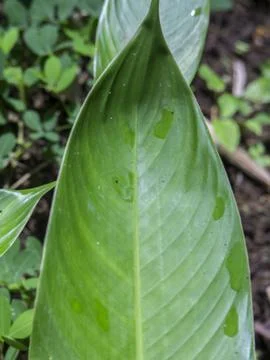 Background of wild leaf sheets in the forest Stock Photos