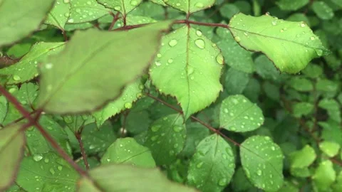 Background Wild rose with raindrops Stock Footage 131373662