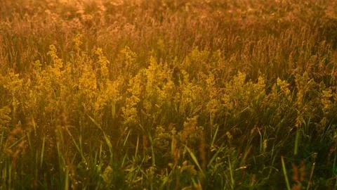 Background from wild summer grass field at sunset Stock Photos