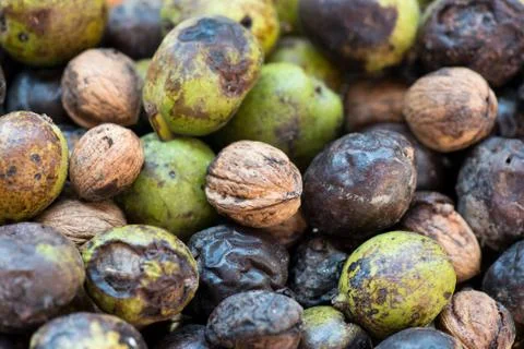 Background of wild walnuts Stock Photos