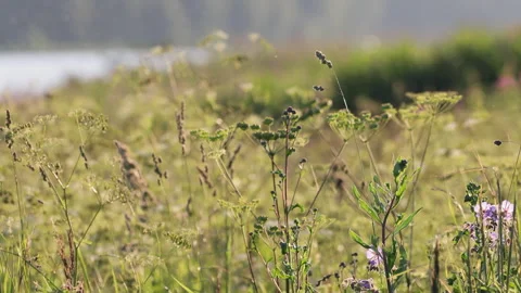A background of wildflowers that develops in the wind in the sunlight at sunset Stock Footage 278540269