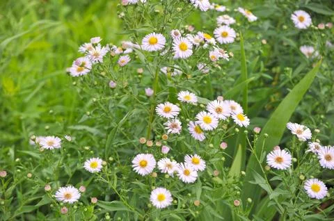 Background of wildflowers Stock Photos