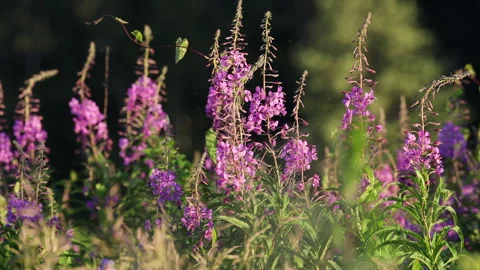 Background of wildflowers, pink willow tea develops in the wind in the sunset su Stock Footage 278539355
