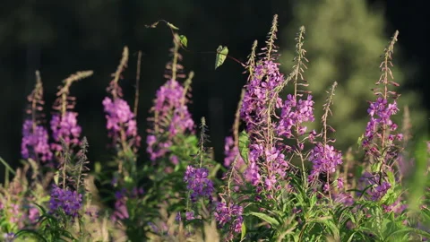 Background of wildflowers, pink willow tea develops in the wind in the sunset su 動画素材 278540267