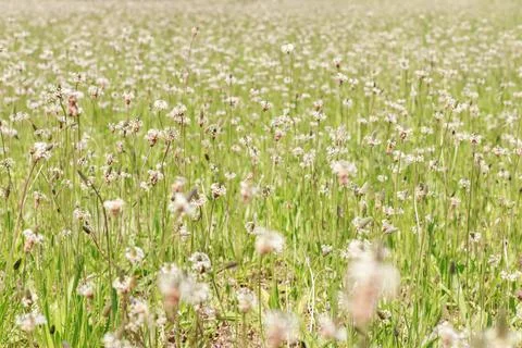 A background of wildflowers in the spring. close-up Foto stock