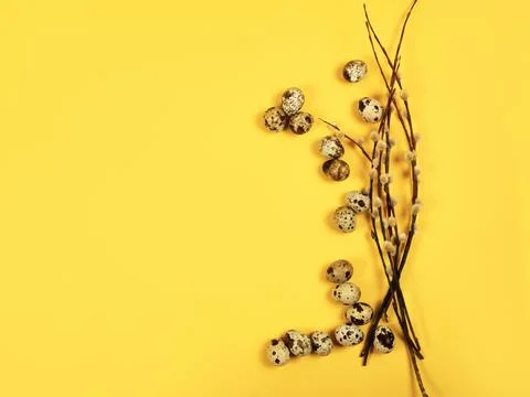 The background with the willow branches and quail eggs on the trendy yellow. Stock Photos