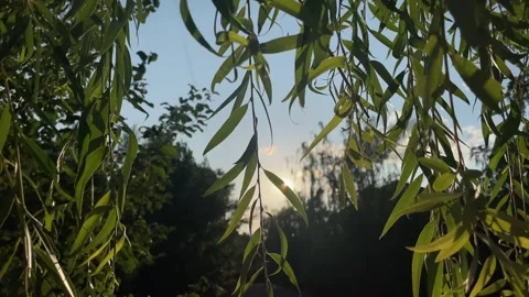 Background of willow tree leaves with the sun breaking through. Solar sun flares Stock Footage 246519956