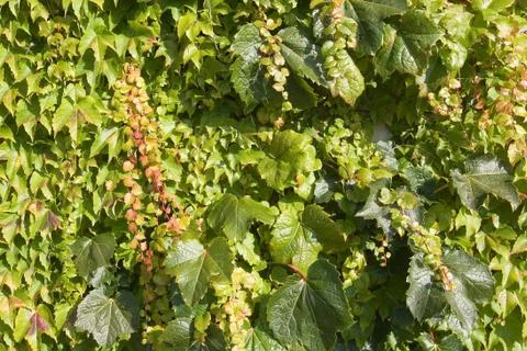 Background wine pattern leaf green ivy leaves Foto stock