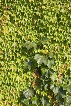 Background wine pattern leaf green ivy leaves Foto stock