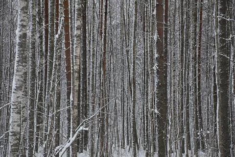 Background of the winter forest Фото
