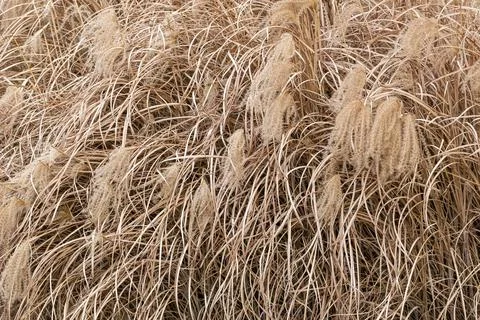 Background of withered grass with large ears of corn 写真素材
