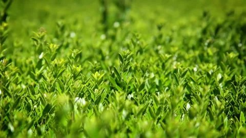 Background witn leaves 動画素材 106453243