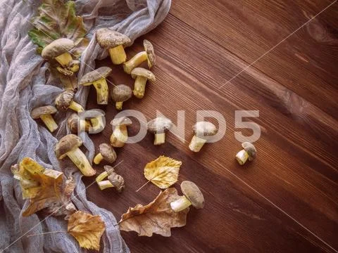Background of wood and freshly picked Polish mushrooms Top view of mushrooms Stock Photos