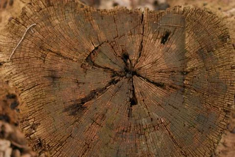 Background, wood bark, tree stump Stock Photos