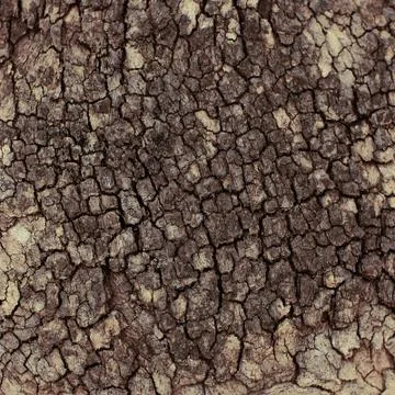 Background wood Stock Photos