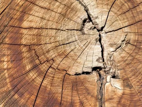 Background of wood in section, tree bark. A large piece of wood with a hole in Foto stock