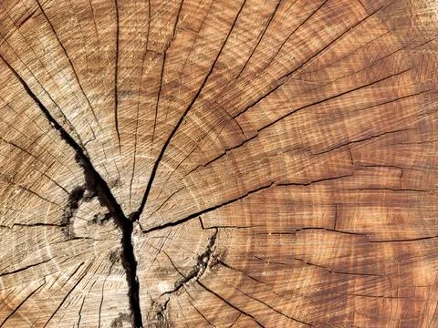 Background of wood in section, tree bark. A large piece of wood with a hole in Stock Photos