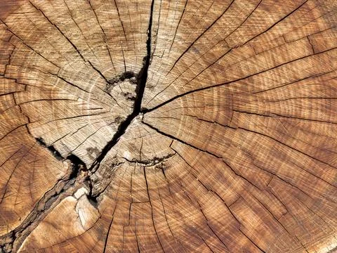 Background of wood in section, tree bark. A large piece of wood with a hole in Foto stock