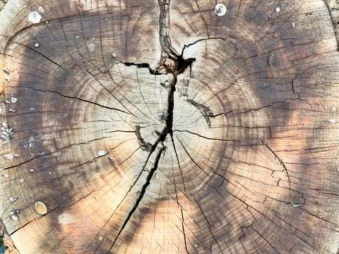 Background of wood in section, tree bark. A large piece of wood with a hole in Stock Photos