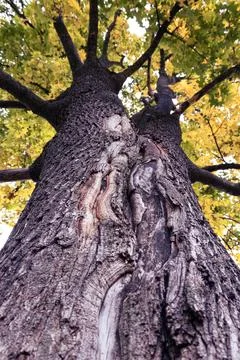 Background wood texture, pattern, close-up Stock Photos