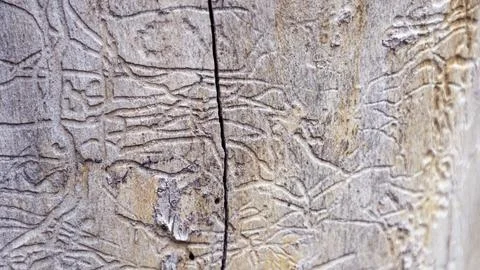 Background wood texture, pattern, close-up Stock Photos