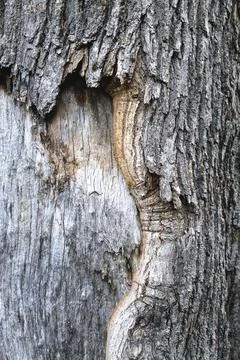 Background wood texture, pattern, close-up Foto stock