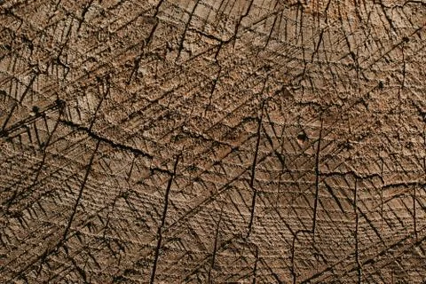 Background with wood texture. Stock Photos