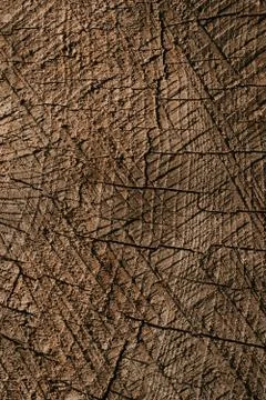 Background with wood texture. Stock Photos