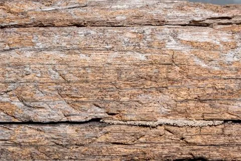 Background wood texture Stock Photos