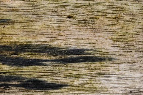 Background wood texture Foto stock