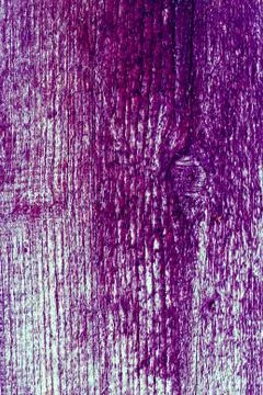 Background of wooden plank texture wall with selected tone color. Abstract ba Stock Photos