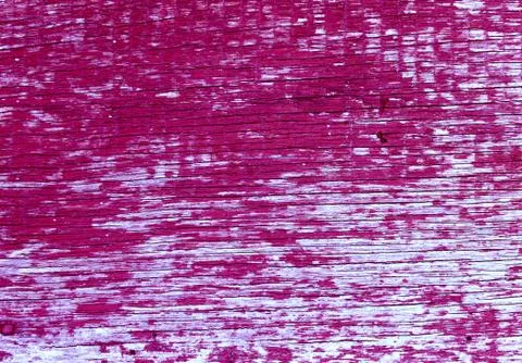 Background of wooden plank texture wall with selected tone color. Abstract ba Stock Photos