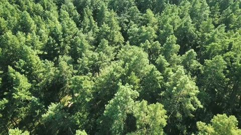 Background of woods. Trees in the morning. Stock Footage 160912267