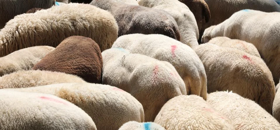 Background of the woolly fur of the flock with many grazing sheep Stock Photos