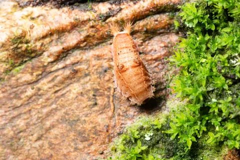 Background worm macro on a wood Stock Photos