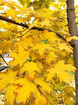 Background of yellow and green maple leaves on the tree Stock Photos