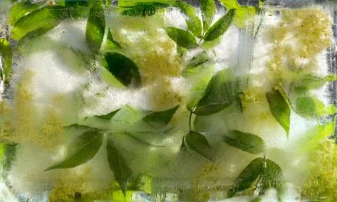 Background of yellow and white  elder  flower  with green leaves frozen in ic Stock Photos