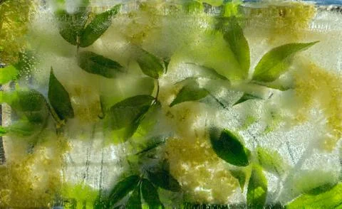 Background of yellow and white  elder  flower  with green leaves frozen in ic Foto stock
