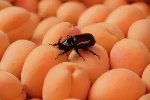 Background yellow apricots with bug Stock Photos