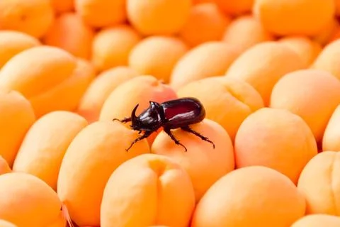 Background yellow apricots with bug Stock Photos