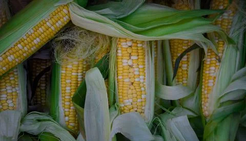 Background of yellow corn in foliage Foto stock