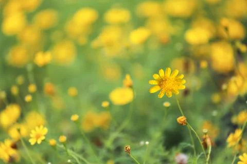 Background of yellow daisy Stock Photos
