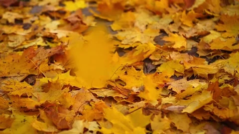 Background of Yellow Fallen Leaves Stock Footage 221466881