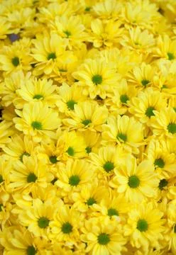 Background of yellow flowers Stock Photos