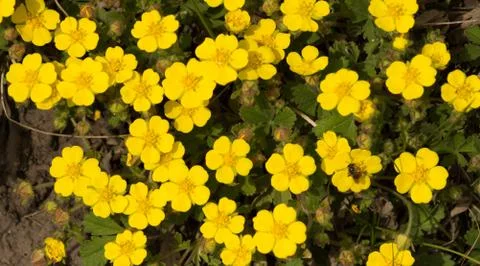 Background yellow flowers Stock Photos
