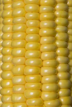 Background of yellow fresh corn texture Fotos de archivo