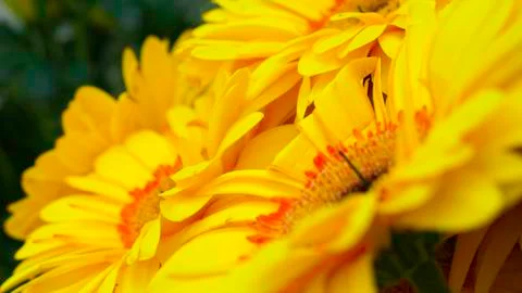 Background of yellow gerbera - close up. Stock Photos