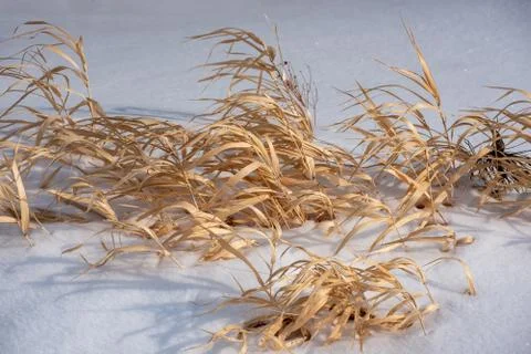 Background with yellow grass breaking through the snow Stock Photos