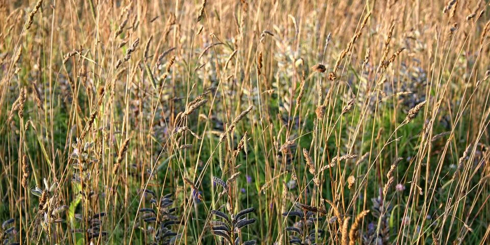 Background of yellow grass Stock Photos